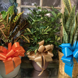 Three potted houseplants with large decorative bows