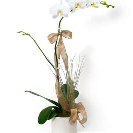 Potted white orchid plant with gold ribbon in a white container