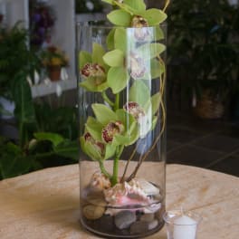 Green orchids arranged in a tall glass cylinder with shells and stones