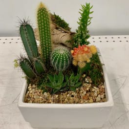 Squared White Succulents