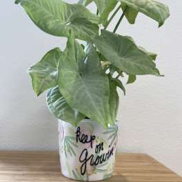 Potted green arrowhead plant in a decorative ceramic pot