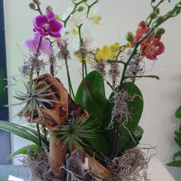 Potted orchid arrangement with pink, white, yellow, and red blooms
