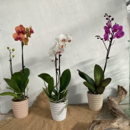 Three potted orchids with orange, white, and purple blooms