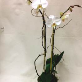 White orchids in a glass vase with dark curly branches