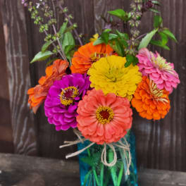 Zinnia Delight