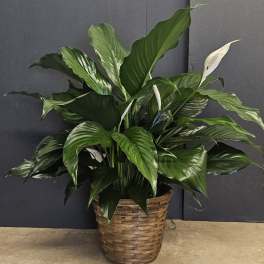 Potted peace lily plant in a woven basket