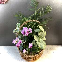 Basket planter with pink orchids and assorted green houseplants