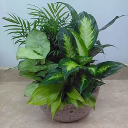 Potted tropical foliage plant with variegated green leaves
