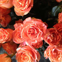 Cluster of coral-orange roses in close-up