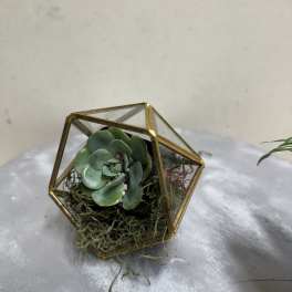 Geometric Succulent Gift