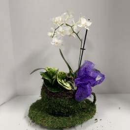 Cup of Tea- Mini Orchid planter
