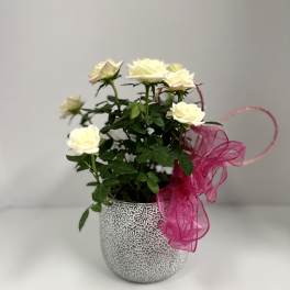 Rosie Posie Planter