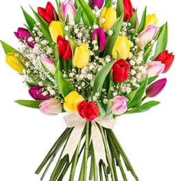 Tulips (Wrapped)