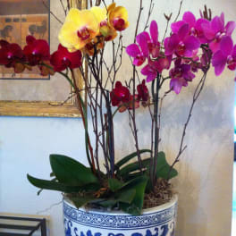 Potted orchids with yellow, red, and purple blooms in a blue-and-white ceramic planter