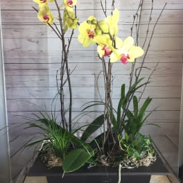 Yellow orchids arranged in a black rectangular planter