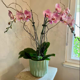 Pink orchids in a green ceramic pot on a pedestal