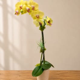 Yellow orchid arrangement in a beige pot