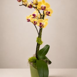 Yellow and purple orchid arrangement in a green pot