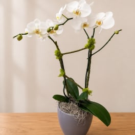 White orchid plant in a gray pot with moss accents