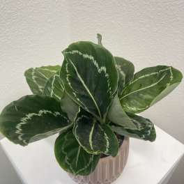 Potted green houseplant with patterned leaves in a pink ceramic pot