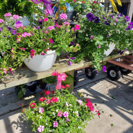 Beautiful Annuals Hanging Basket 10inch