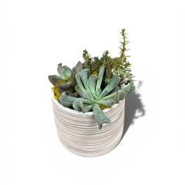 Simply Succulents