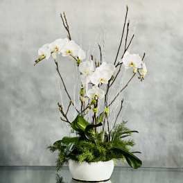 Holiday Orchid Zensation