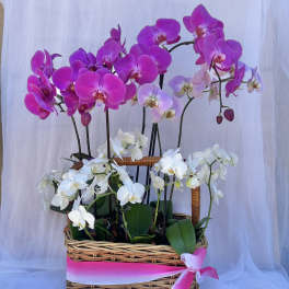 Botanical Basket