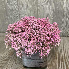 Pink baby's breath arrangement in a square gray container
