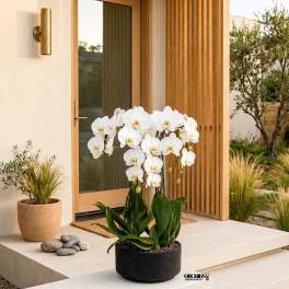 White Phalaenopsis Orchid Arrangement – 6 Stem Premium Gift
