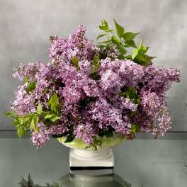 Lilac in Love
