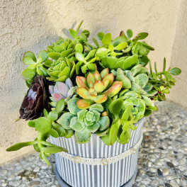 Succulent arrangement in a striped round planter
