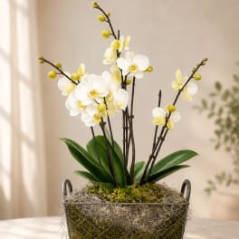 White and pale yellow orchids in a metal basket planter