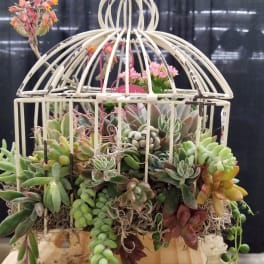 Succulent arrangement in a white birdcage planter