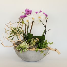 Orchid arrangement in a gray bowl with succulents and driftwood