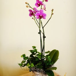 Pink orchids in a silver pot with ivy and broad green leaves