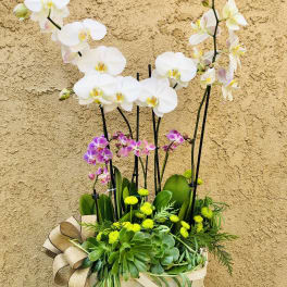 Orchid arrangement in a basket with white and pink blooms