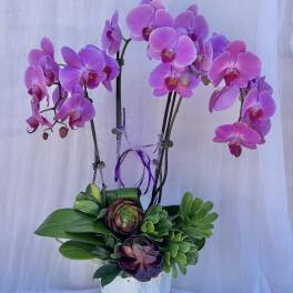 Orchid Garden