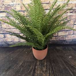 Not Real but Real Fern