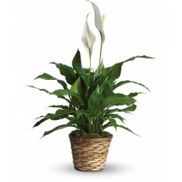 Potted peace lily plant with white blooms in a woven basket