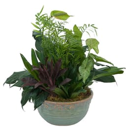 Mixed green houseplants arranged in a decorative ceramic bowl