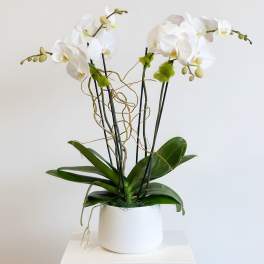 2 Double Stemmed Orchids