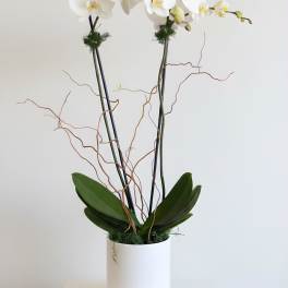 Large Double Stem Orchid