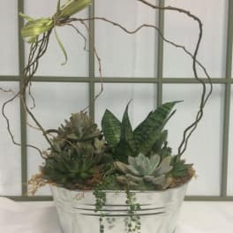 Succulent arrangement in a silver metal container with a twig heart frame