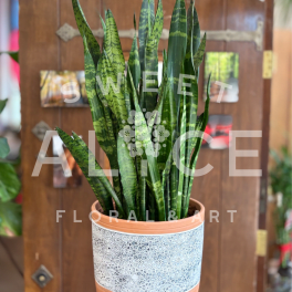 Potted Sansevieria