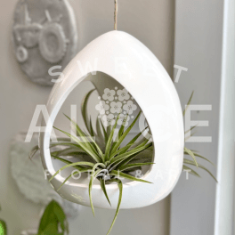 Air plant in a white hanging teardrop planter