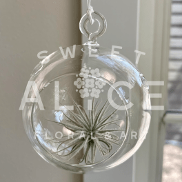 Hanging Glass Globe Air Plant Holder