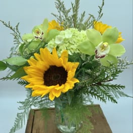 A Little Sunshine