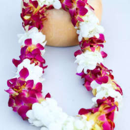 Pink and white orchid lei draped around a coconut shell