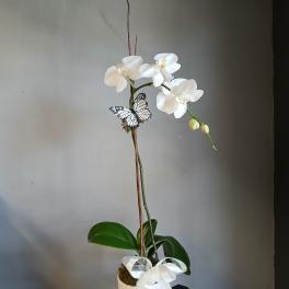 White orchid plant in a white pot with a ribbon and butterfly decoration